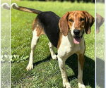 Small #1 Treeing Walker Coonhound
