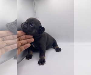 French Bulldog Puppy for sale in ATLANTA, GA, USA