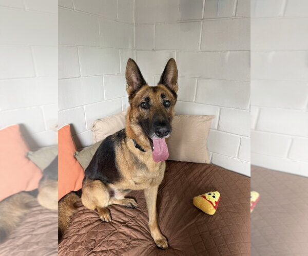 Medium Photo #4 German Shepherd Dog Puppy For Sale in San Leon, TX, USA