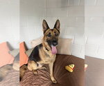 Small #3 German Shepherd Dog