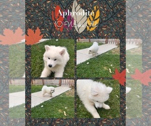 Samoyed Puppy for sale in VERNAL, UT, USA