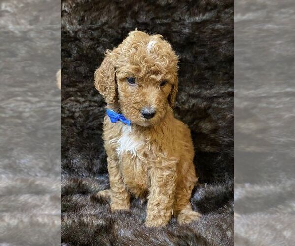 Medium Photo #1 Poodle (Standard) Puppy For Sale in JUDSONIA, AR, USA