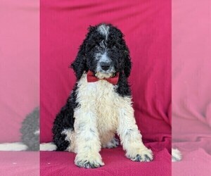 Bernedoodle-Poodle (Standard) Mix Puppy for sale in CHRISTIANA, PA, USA