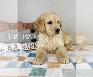 Golden Retriever Puppy for sale in INDIANAPOLIS, IN, USA