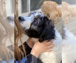 Small Photo #1 Border Collie-Goldendoodle Mix Puppy For Sale in BLUE RIDGE, GA, USA