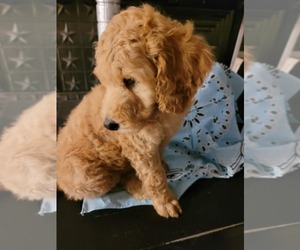 Poodle (Standard) Puppy for Sale in HARBOR SPRINGS, Michigan USA