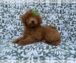 Small #2 Poodle (Miniature)