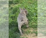 Small #4 French Bulldog