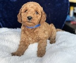 Small #11 Goldendoodle (Miniature)
