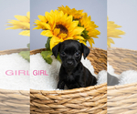 Small Chihuahua Mix