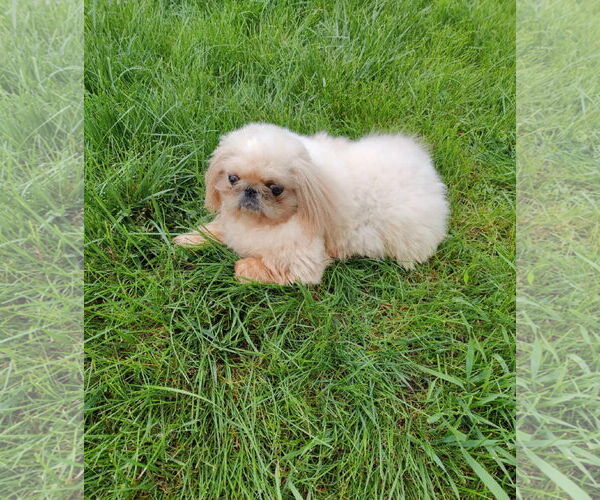 Medium Photo #2 Pekingese Puppy For Sale in St. Louis Park, MN, USA