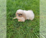 Small #1 Pekingese