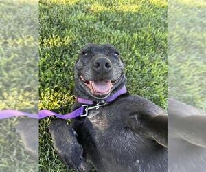 Callie - Female Mutt Dog for Adoption - Photo #2