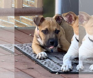 Boxer-Unknown Mix Dogs for adoption in Bellevue, WA, USA