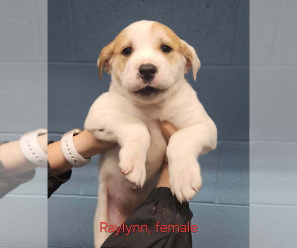 Medium Photo #3 American Pit Bull Terrier-Unknown Mix Puppy For Sale in Evansville, IN, USA