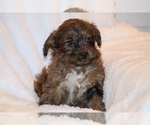 Small #3 Yorkiepoo mix (+ Poodle Toy)