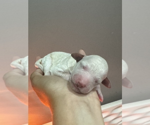 Medium Photo #8 Poodle (Standard) Puppy For Sale in LONGMONT, CO, USA