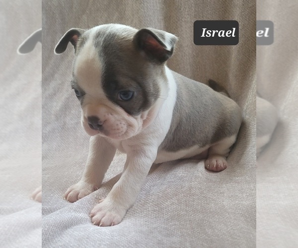 Medium Photo #7 Boston Terrier Puppy For Sale in POMEROY, OH, USA
