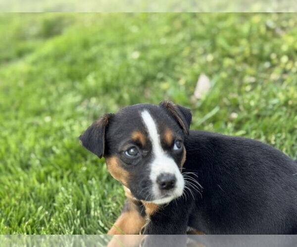 Medium Photo #4 Mutt Puppy For Sale in OKLAHOMA CITY, OK, USA