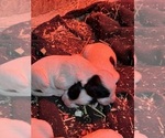 Small Photo #4 Llewellin Setter Puppy For Sale in BASCO, IL, USA