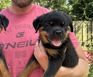 Rottweiler Puppy for Sale in PINEHURST, North Carolina USA