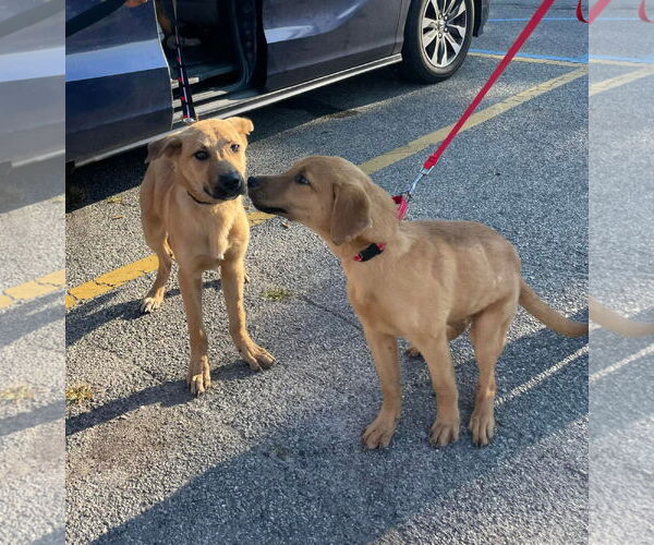 Medium Photo #10 Mutt Puppy For Sale in Woodbury, NY, USA