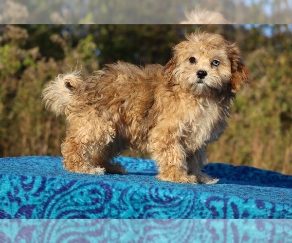 Medium Photo #34 ShihPoo Puppy For Sale in DYERSBURG, TN, USA