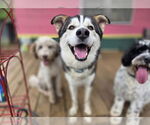 Small #5 Huskies  Mix