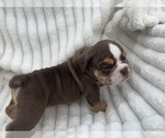 Small #7 English Bulldog