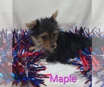 Small #2 Yorkshire Terrier