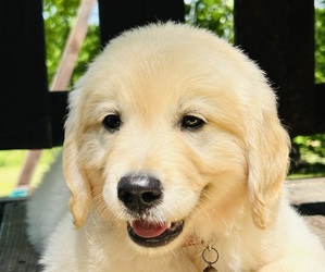 Golden Retriever Puppy for sale in AMITY, AR, USA