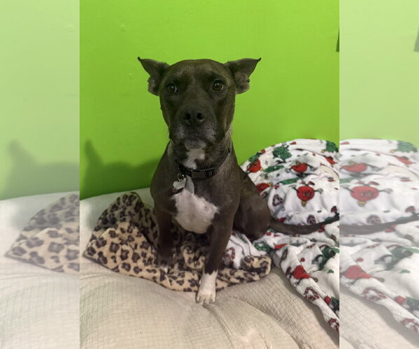 Medium Photo #3 American Pit Bull Terrier-Unknown Mix Puppy For Sale in Calhoun, GA, USA
