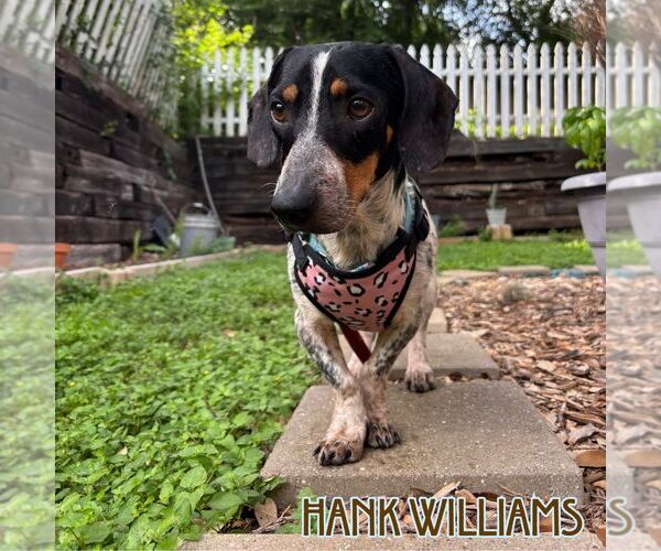 Medium Photo #14 Dachshund Puppy For Sale in San Antonio, TX, USA