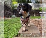 Small #13 Dachshund