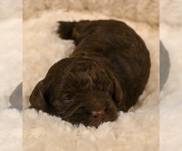 Medium Photo #7 Havapoo Puppy For Sale in GUTHRIE, KY, USA