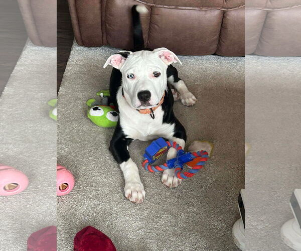 Medium Photo #8 American Pit Bull Terrier-Unknown Mix Puppy For Sale in Germantown, OH, USA