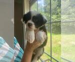 Puppy 6 Australian Shepherd-Jack Russell Terrier Mix