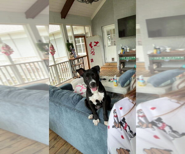 Medium Photo #1 Mutt Puppy For Sale in Wenonah, NJ, USA