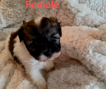 Small #1 Malchi