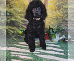 Small Photo #8 Poodle (Standard) Puppy For Sale in MC BAIN, MI, USA