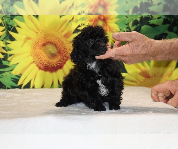 Medium Photo #19 Poodle (Toy) Puppy For Sale in DYERSBURG, TN, USA