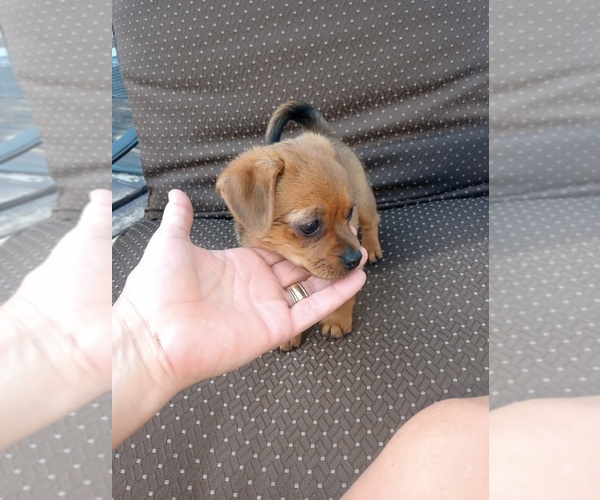 Medium Photo #13 Chorkie Puppy For Sale in DAYTON, OH, USA