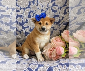 Medium Shiba Inu