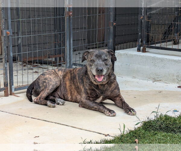 Medium Photo #5 Mutt Puppy For Sale in Calhoun, GA, USA