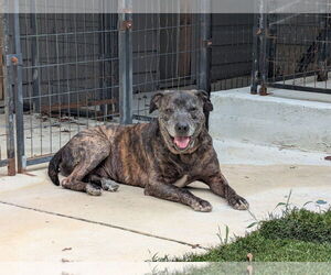 PawPaw Frazier - Male Mutt Dog for Adoption - Photo #5