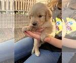 Puppy Puppy 6 Brown Golden Retriever