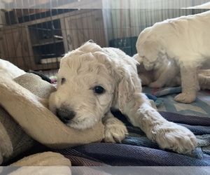 Goldendoodle Puppy for sale in CLIFTON, CO, USA
