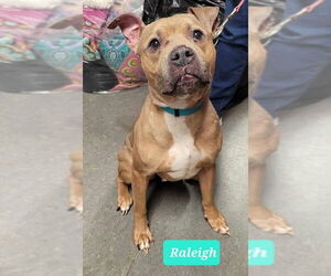 American Pit Bull Terrier-Staffordshire Bull Terrier Mix Dogs for adoption in Richmond, IN, USA