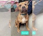 Small American Pit Bull Terrier-Staffordshire Bull Terrier Mix