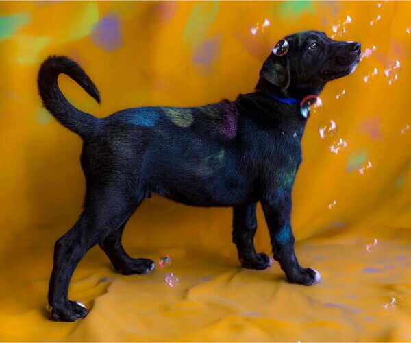 Medium Photo #9 Great Dane-Siberian Husky Mix Puppy For Sale in Bullard, TX, USA